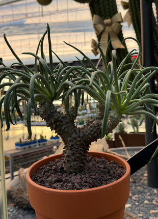 Tylecodon wallichii