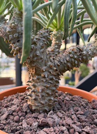 Tylecodon wallichii