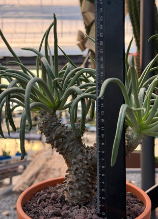 Tylecodon wallichii