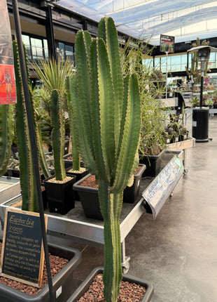 Euphorbia ingens