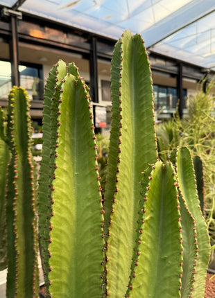 Euphorbia ingens