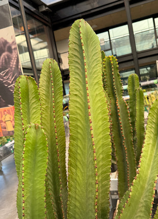 Euphorbia ingens
