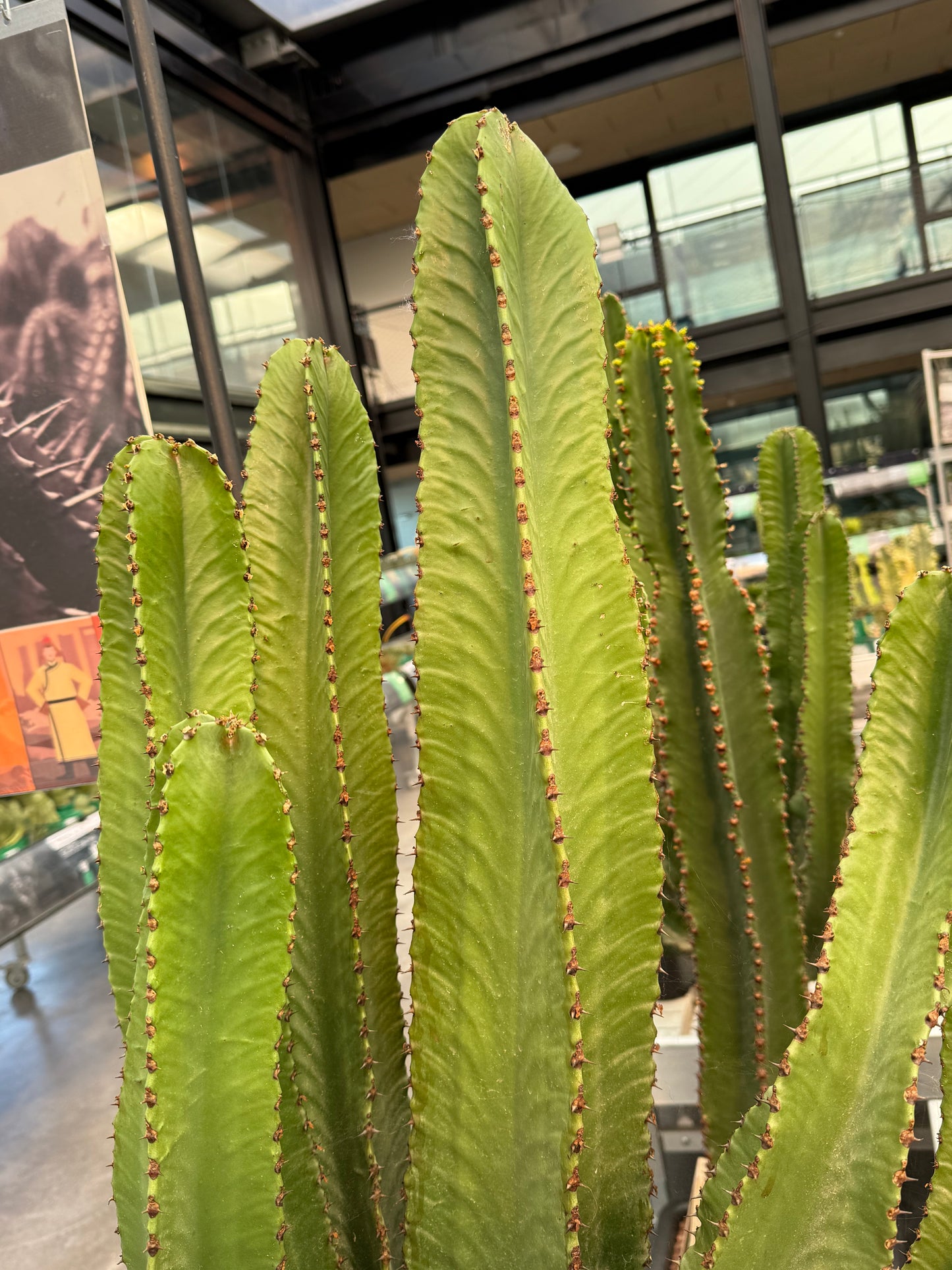 Euphorbia ingens