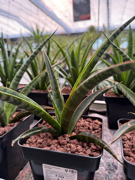 Dracaena 'Fernwood Red Edges'