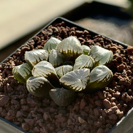 Haworthia 'Mirror Ball'