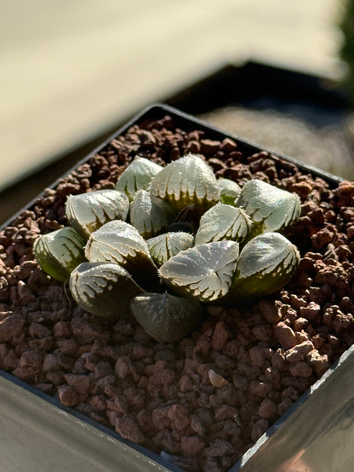 Haworthia ‘Mirror Ball’