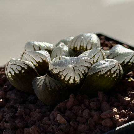 Haworthia 'Mirror Ball'