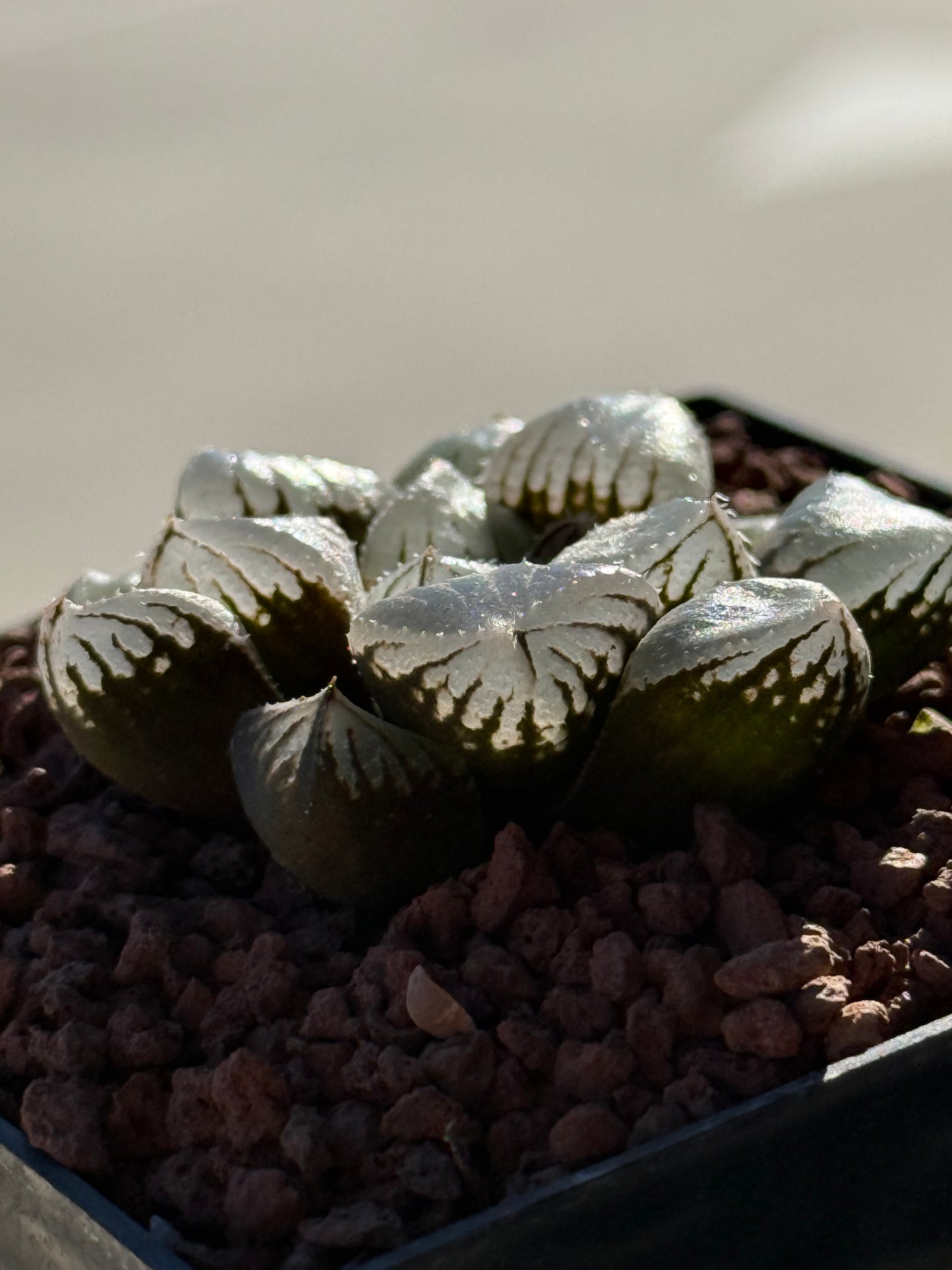 Haworthia ‘Mirror Ball’