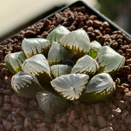 Haworthia 'Mirror Ball'