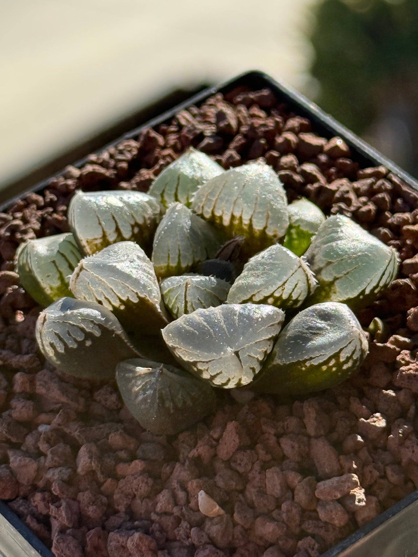 Haworthia ‘Mirror Ball’