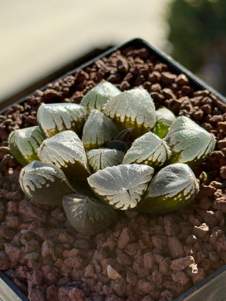 Haworthia 'Mirror Ball'