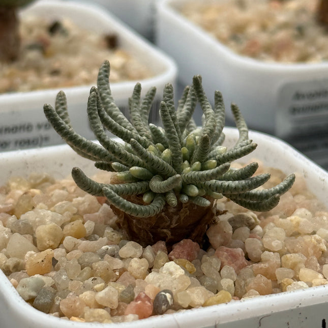 Avonia quinaria var. quinaria (Flor Rosa)