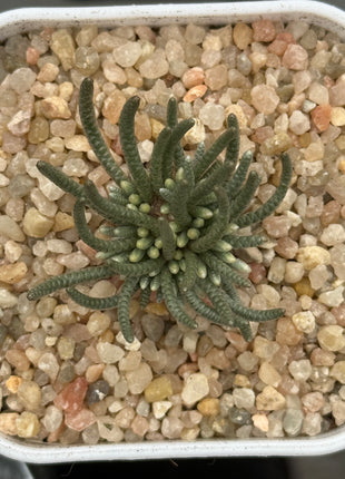 Avonia quinaria var. quinaria (Pink Flower)