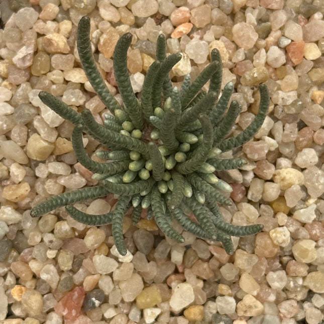 Avonia quinaria var. quinaria (Flor Rosa)