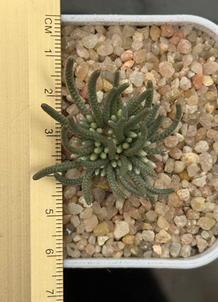 Avonia quinaria var. quinaria (Pink Flower)
