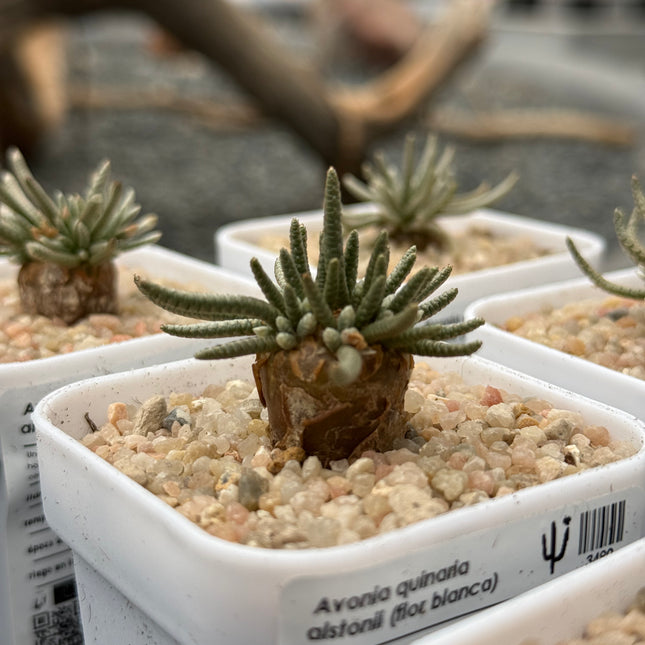 Avonia quinaria alstonii (Flor Blanca)