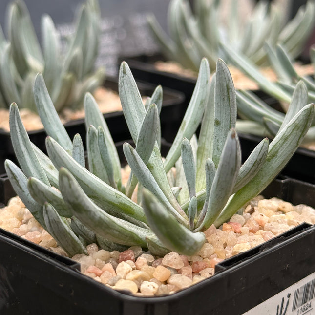 Senecio serpens ‘Blue Chalksticks’