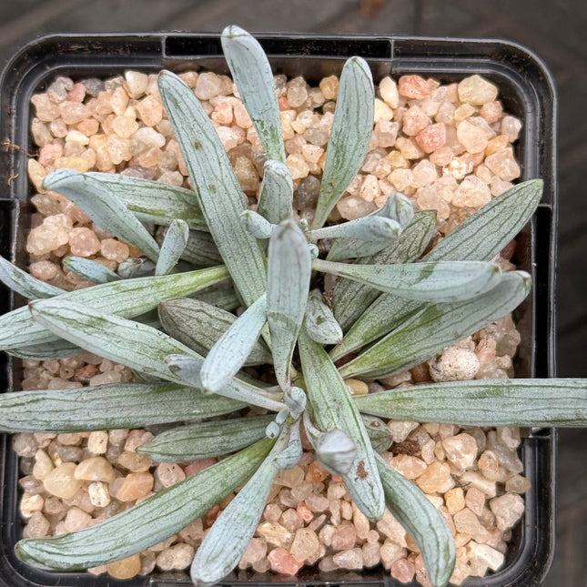 Senecio serpens ‘Blue Chalksticks’