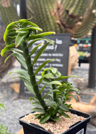 Euphorbia tithymaloides f. compacta