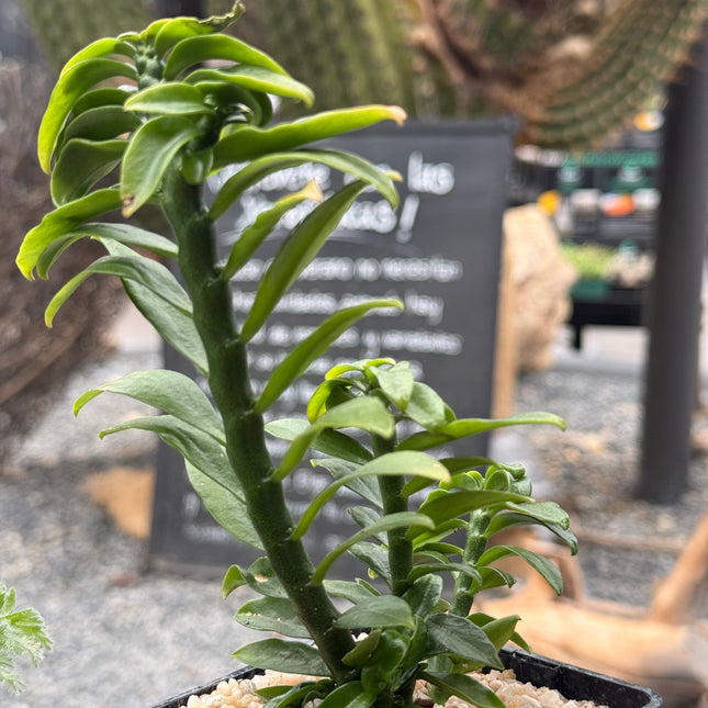 Euphorbia tithymaloides f. compacta