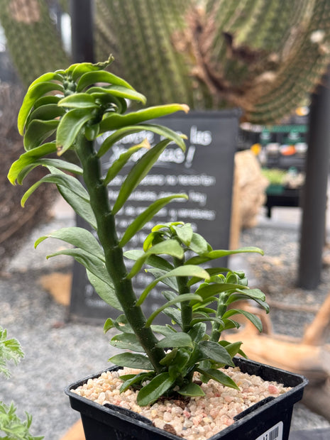 Euphorbia tithymaloides f. compacta