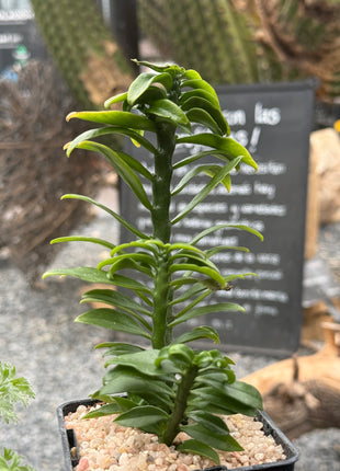 Euphorbia tithymaloides f. compacta