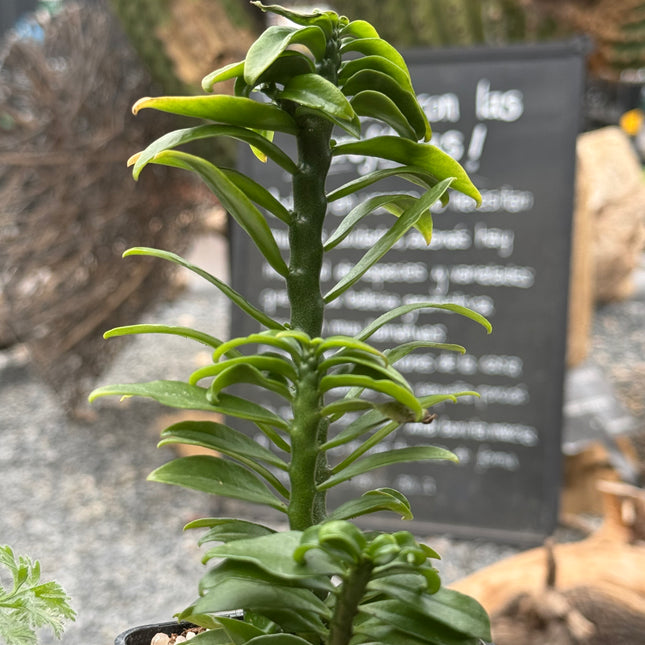 Euphorbia tithymaloides f. compacta