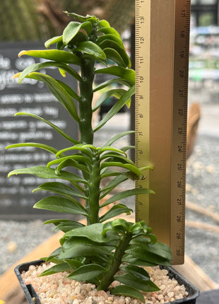 Euphorbia tithymaloides f. compacta