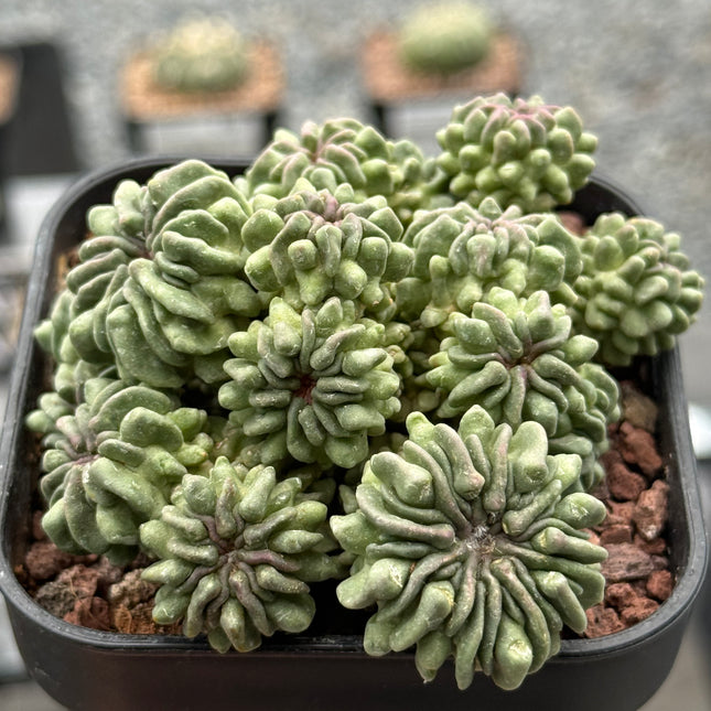 Echinofossulocactus multicostatus f. inermis monstruosa