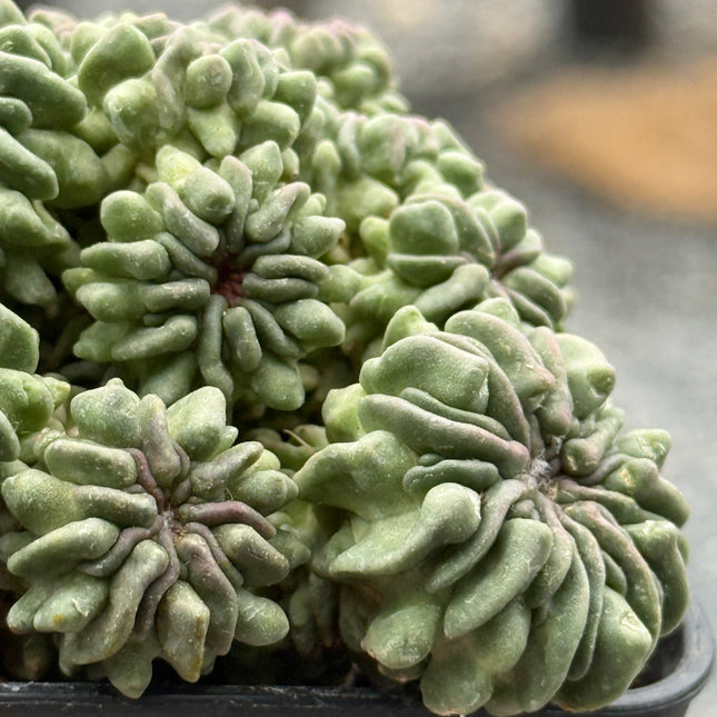 Echinofossulocactus multicostatus f. inermis monstruosa