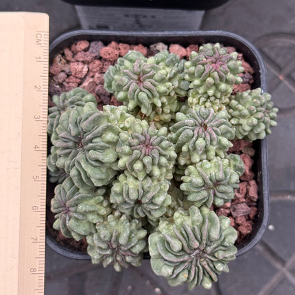 Echinofossulocactus multicostatus f. inermis monstruosa