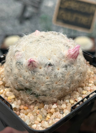 Mammillaria plumosa