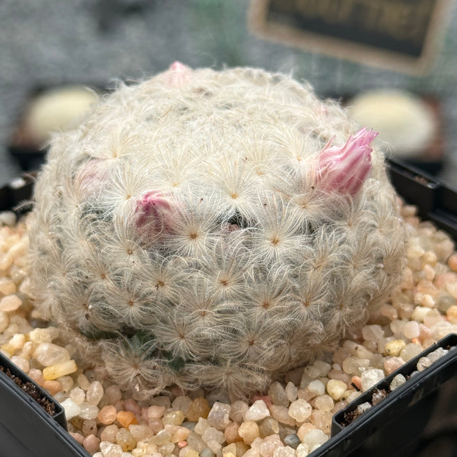 Mammillaria plumosa | Bola de nieve