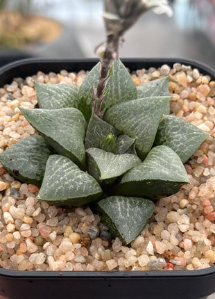 Haworthia ‘Reika’