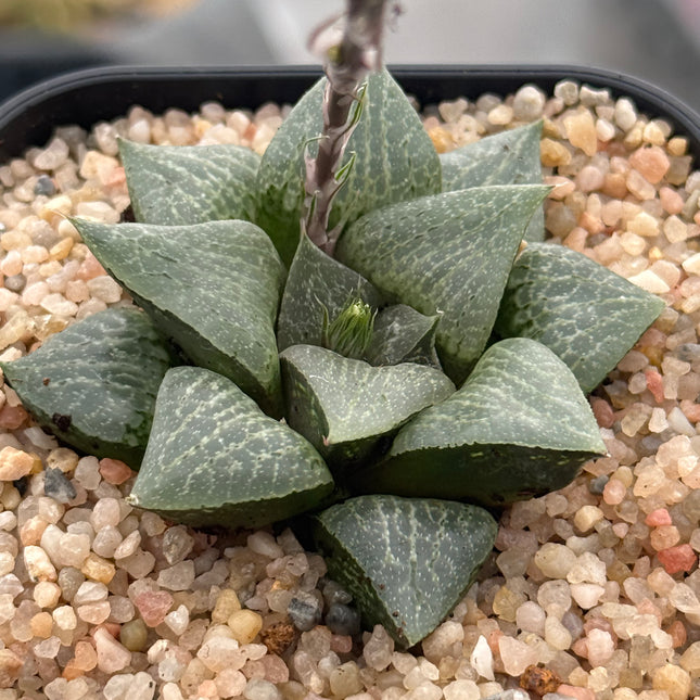 Haworthia ‘Reika’