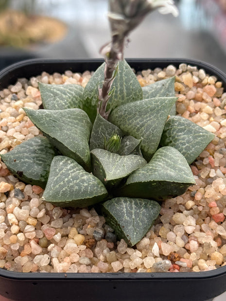 Haworthia ‘Reika’