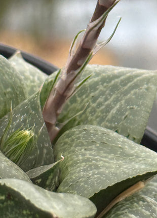 Haworthia ‘Reika’
