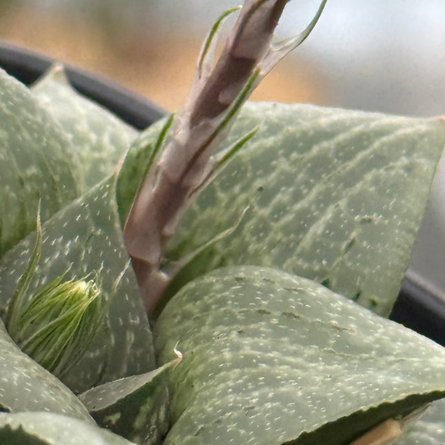 Haworthia ‘Reika’