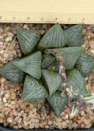 Haworthia ‘Reika’
