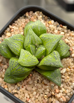 Haworthia ‘KW-1 beukmanii’
