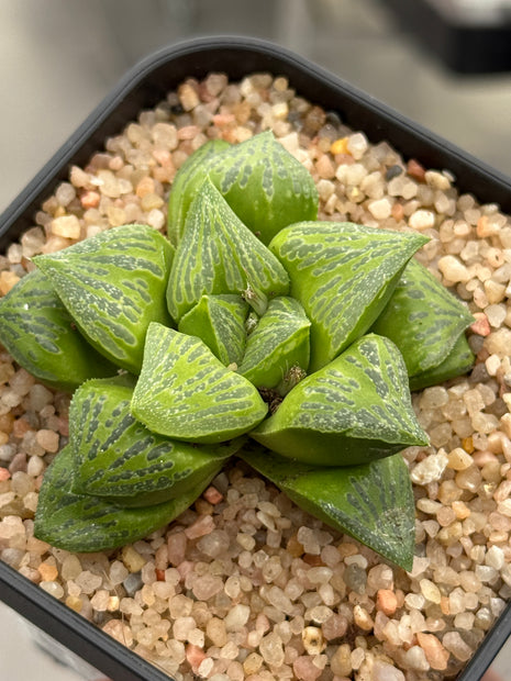 Haworthia ‘KW-1 beukmanii’