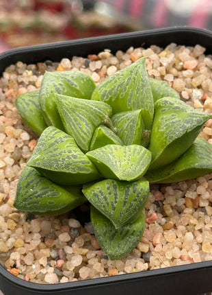 Haworthia ‘KW-1 beukmanii’
