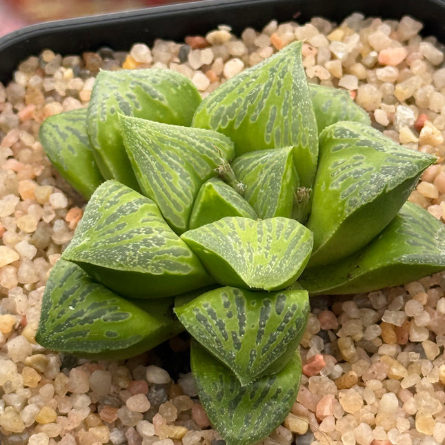 Haworthia ‘KW-1 beukmanii’