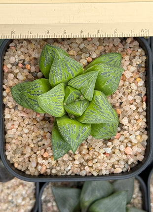 Haworthia ‘KW-1 beukmanii’