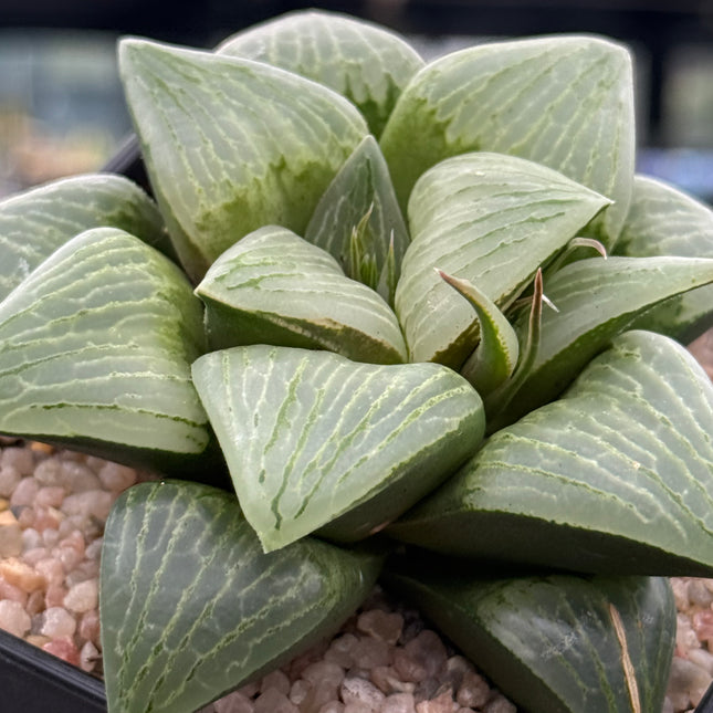 Haworthia ‘Ryokuju’