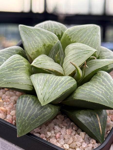 Haworthia ‘Ryokuju’