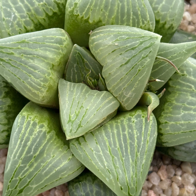 Haworthia ‘Ryokuju’