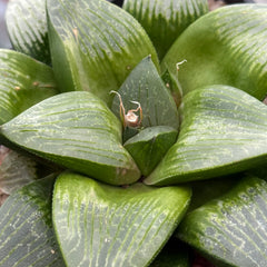 Collection image for: Collectible Haworthias