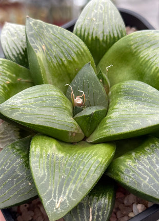 Haworthia ‘Kawamoto King’