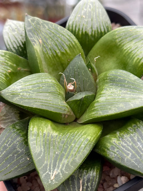 Haworthia ‘Kawamoto King’